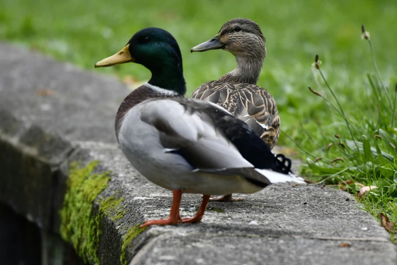 two ducks on a park wall near a green grass