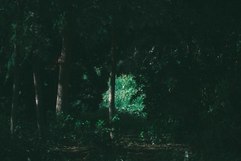 the woods are covered with bright green vegetation