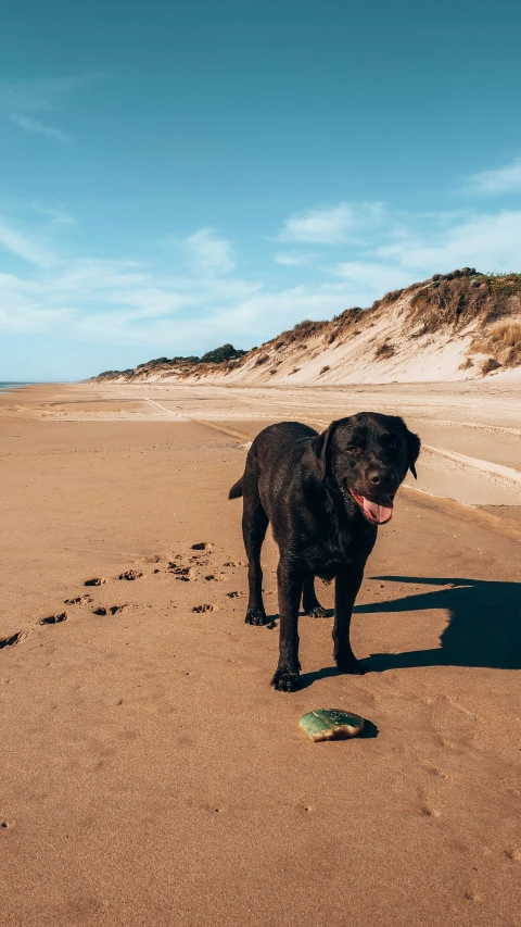 a dog with his mouth open on a beach near the water