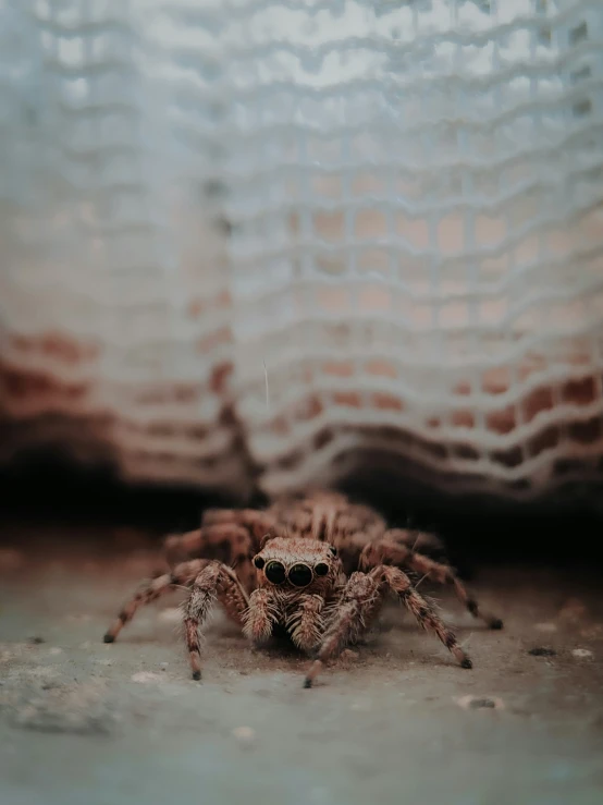 the spider is sitting next to the curtain