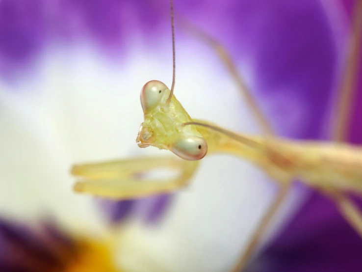 the yellow insect is perched on the tip of a purple flower