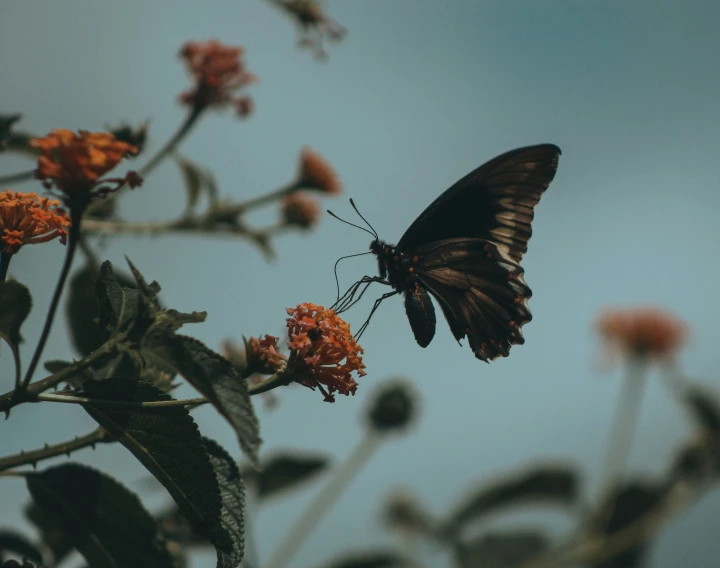 a black erfly is sitting on the flower stem