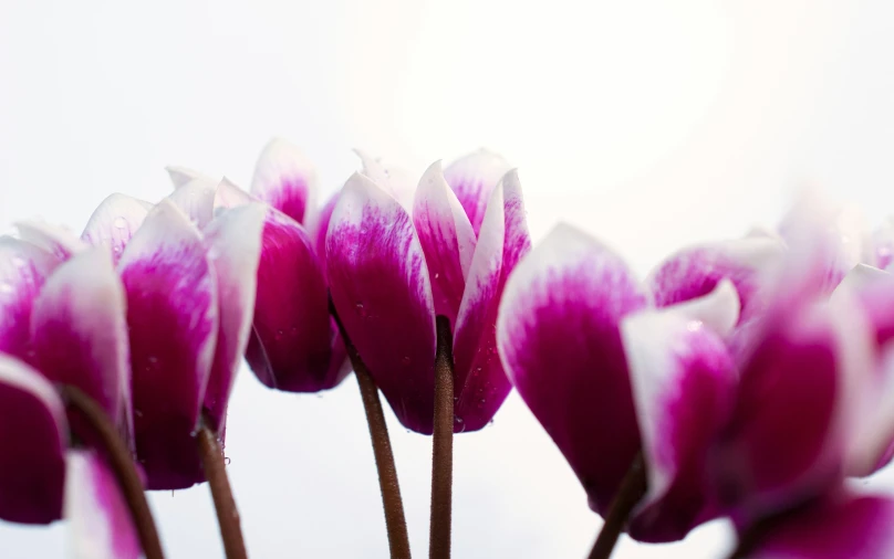 purple and white flower stems on a table