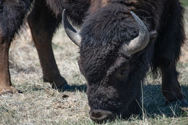 an animal standing in the middle of some brown grass