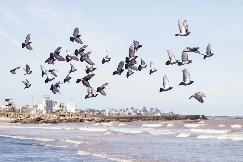 a flock of birds flying over the ocean and beach