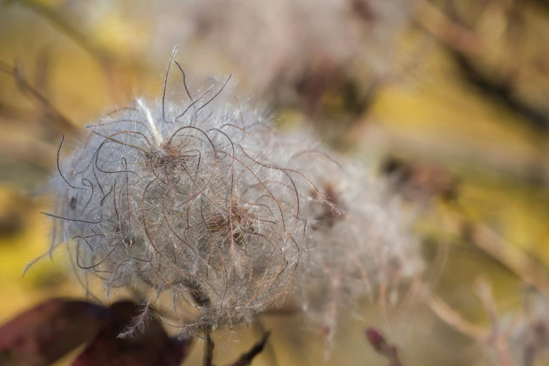 a closeup of a bunch of fuzzy white things