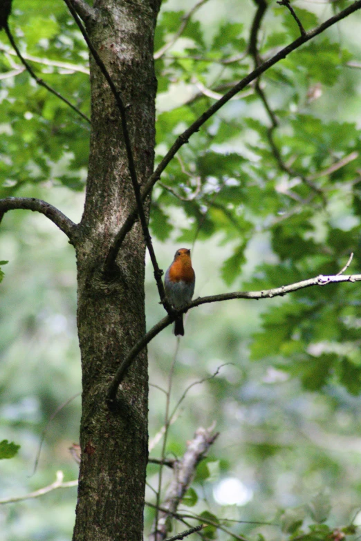 a bird is sitting on a nch in a forest