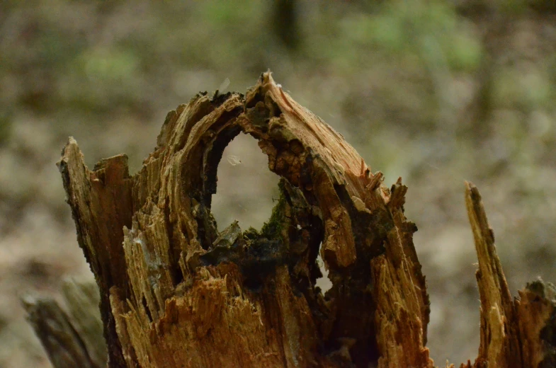 a close up of the trunk and nches of an old, rotting tree