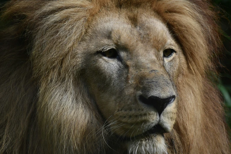 close up of a lion with large hair