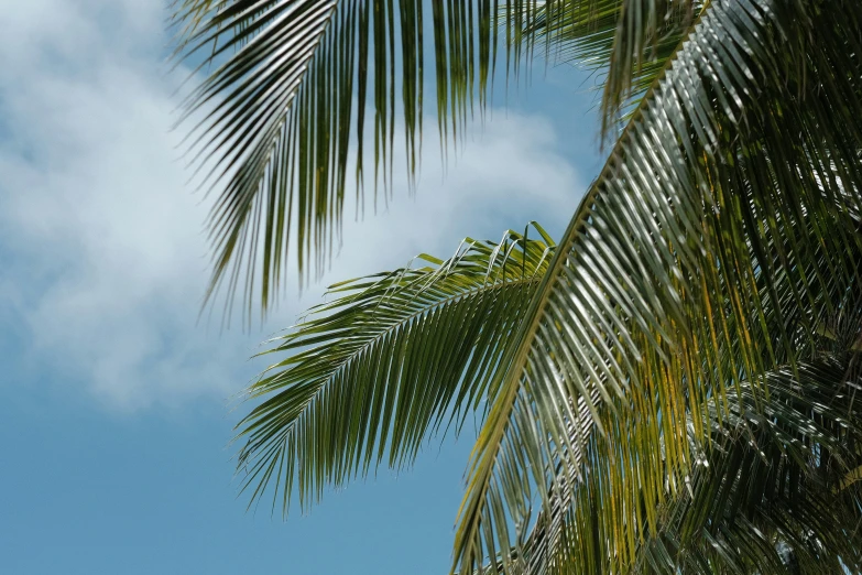 palm trees on a clear sunny day in the tropical