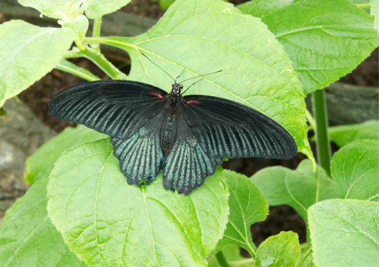 a black erfly is perched on green leaves