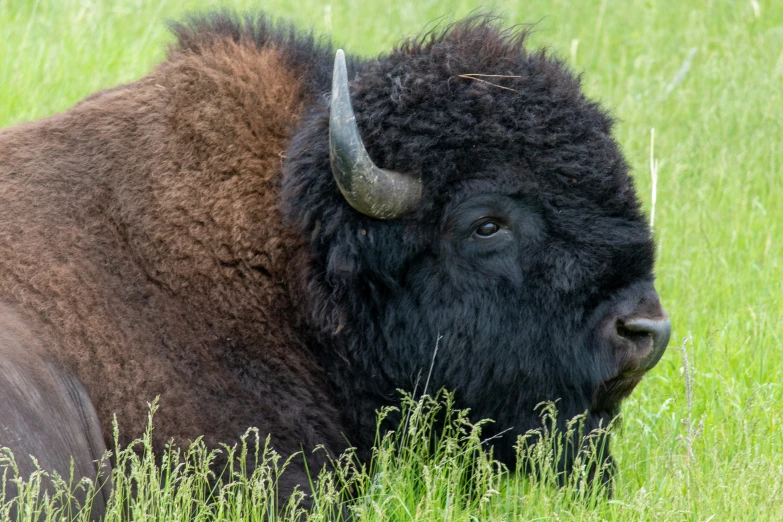 an buffalo laying down in tall grass staring