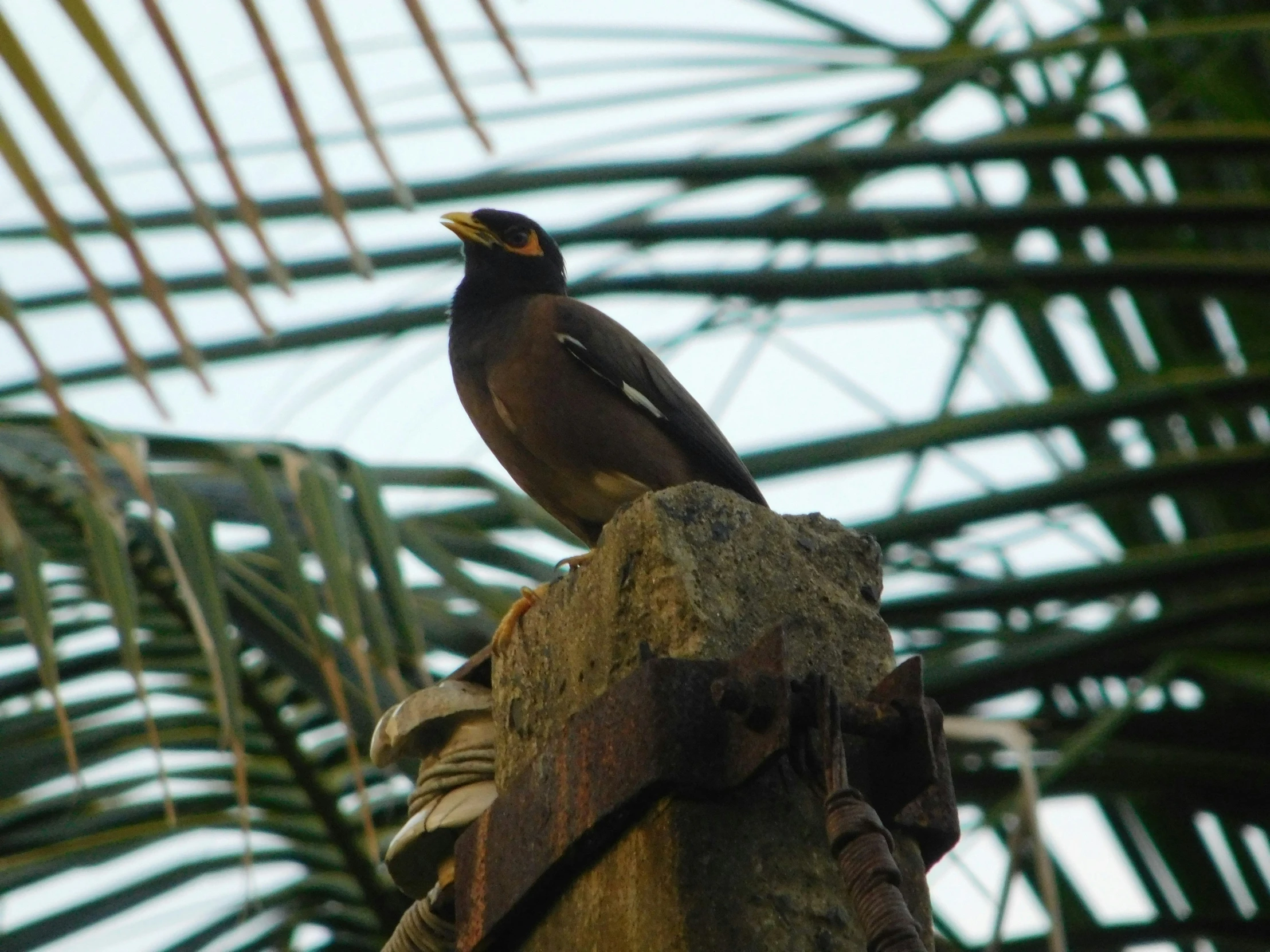 a bird sitting on a piece of wood in the palm