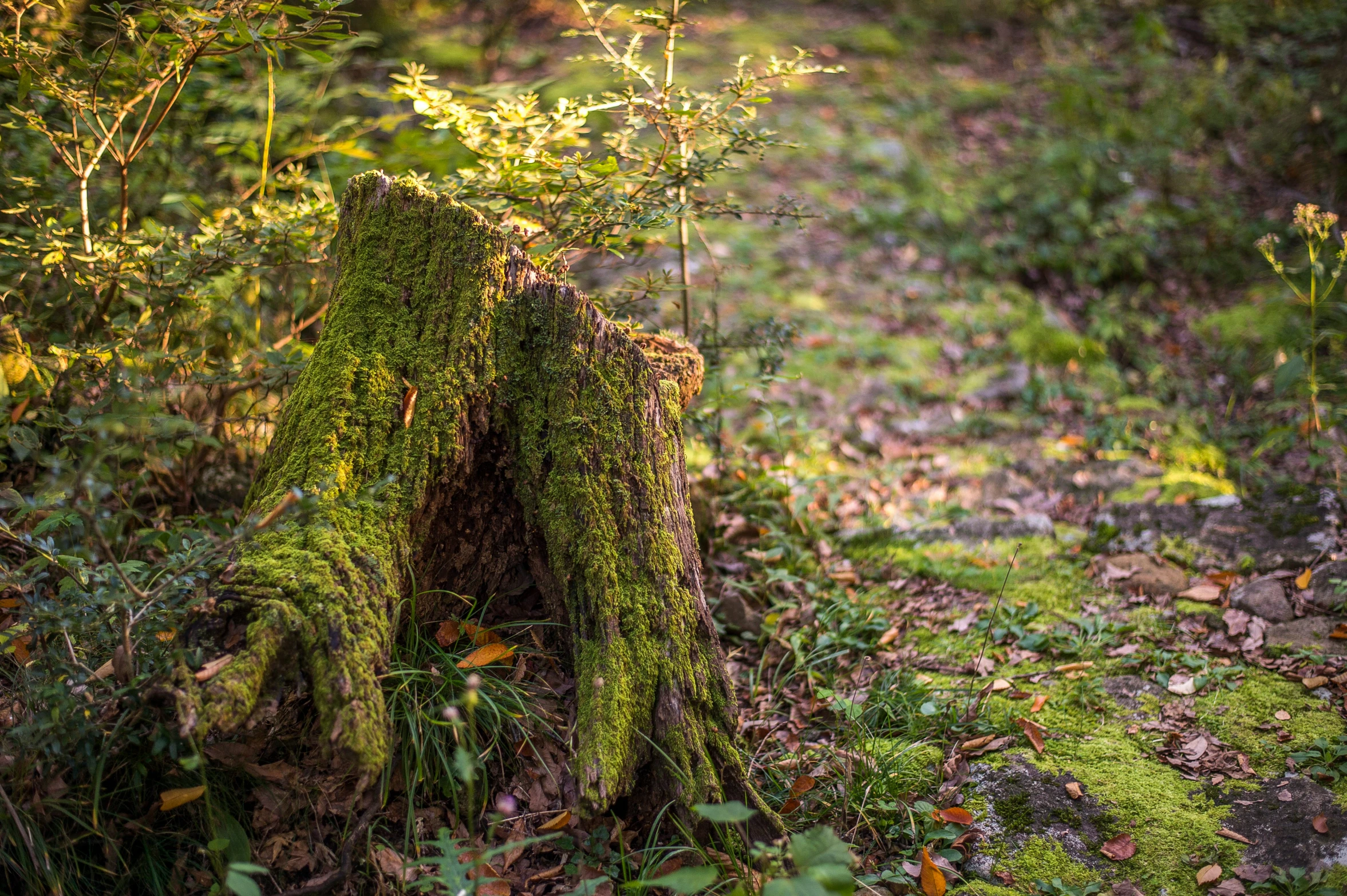 a moss covered tree stump in the middle of a forest