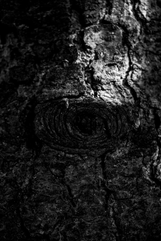 a tree with a strange face in the bark