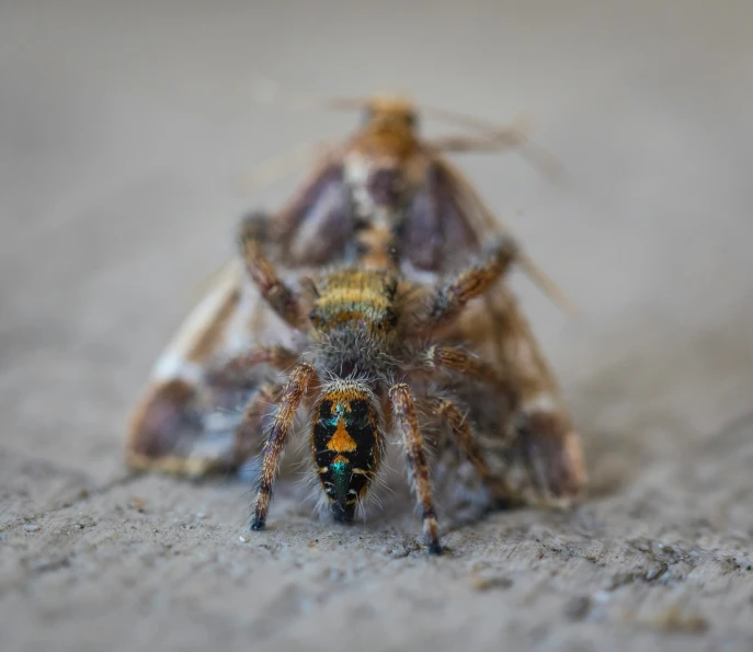 a bug is sitting on top of cement