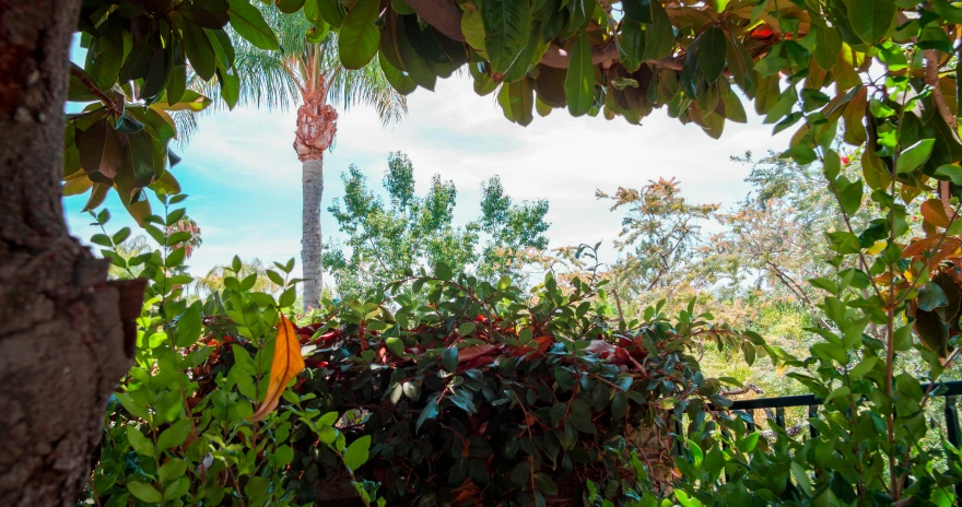 an overhead tree is seen through a foliage covered frame