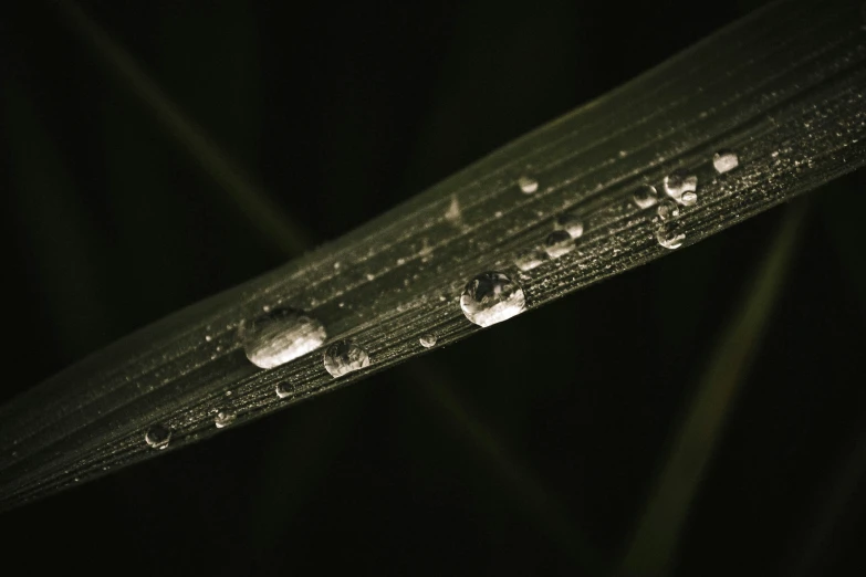 raindrops are on a green leaf with black background