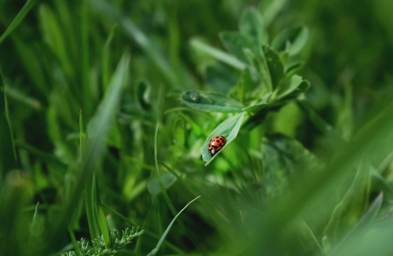 a bug is sitting on a leaf outside