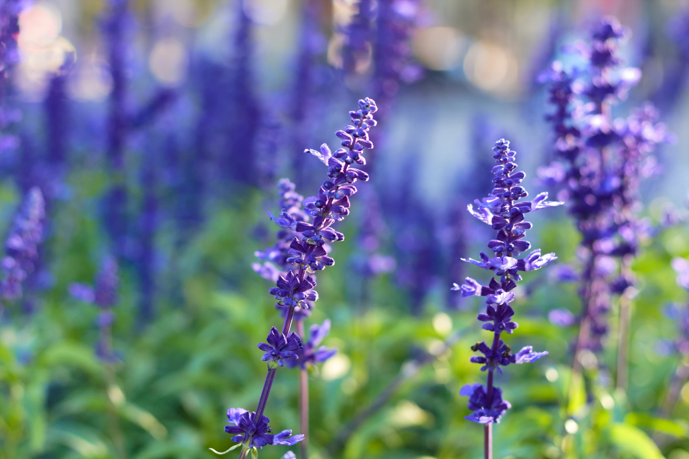 several small purple flowers growing in a garden