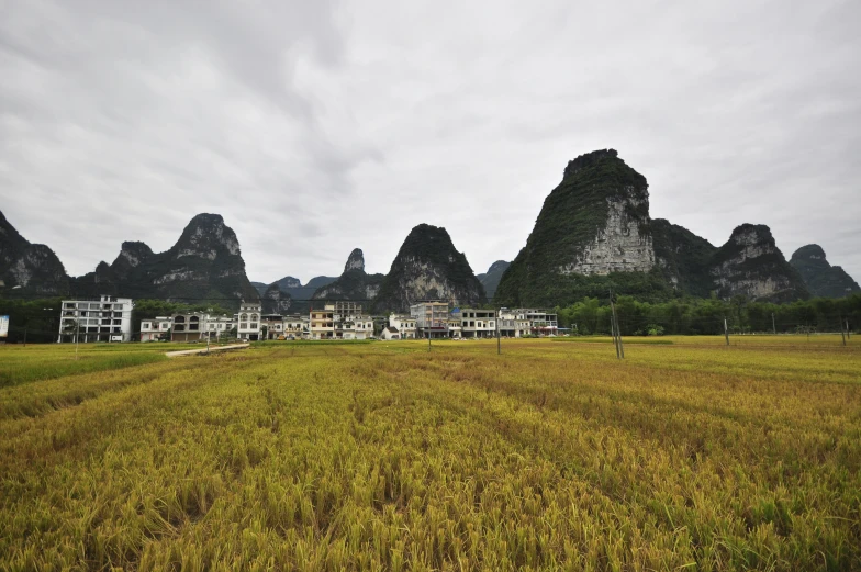 a tall, grassy field and mountain range