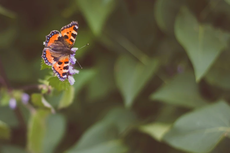 an orange erfly sits on a flower in the grass