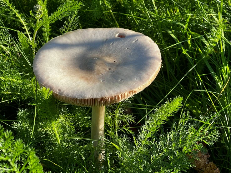 an image of a large mushroom on the ground