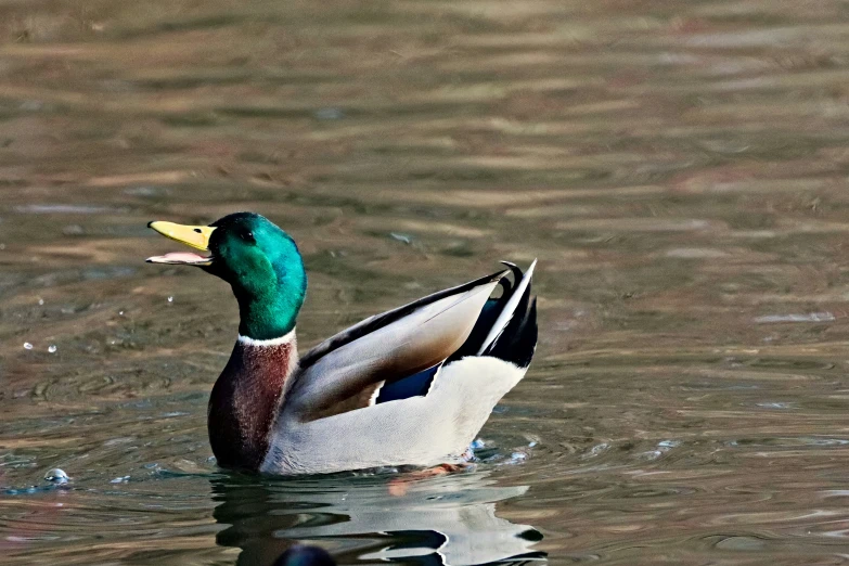 a duck is swimming in the water with it's reflection