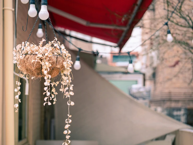 some kind of hanging planter hanging from the side of a building