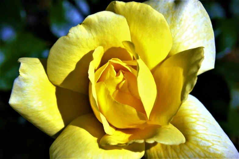 closeup image of yellow colored rose budding