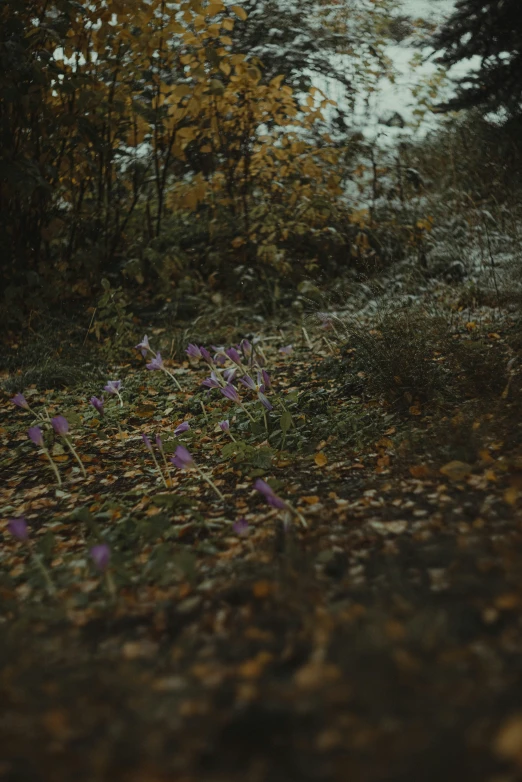 a bunch of wild flowers that are in the grass