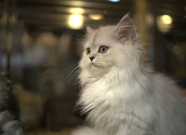 a fluffy white cat is looking to the right