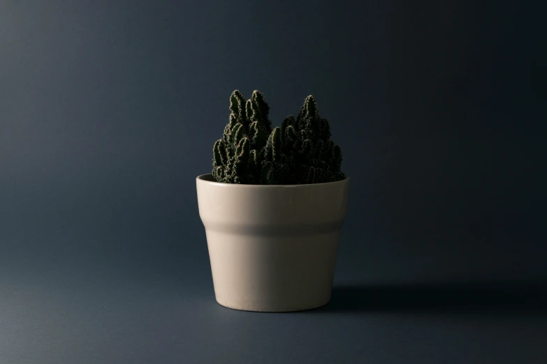 a clay planter holds a green cactus