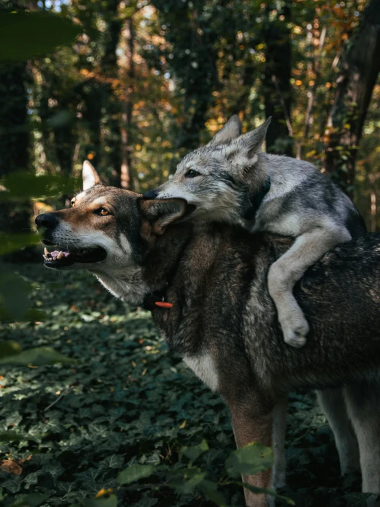 a dog carries another dog on his back