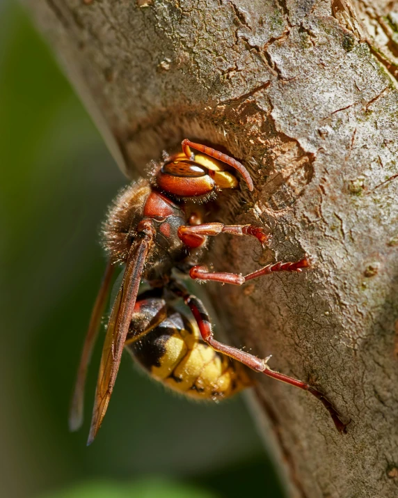 a large insect sitting on a tree nch