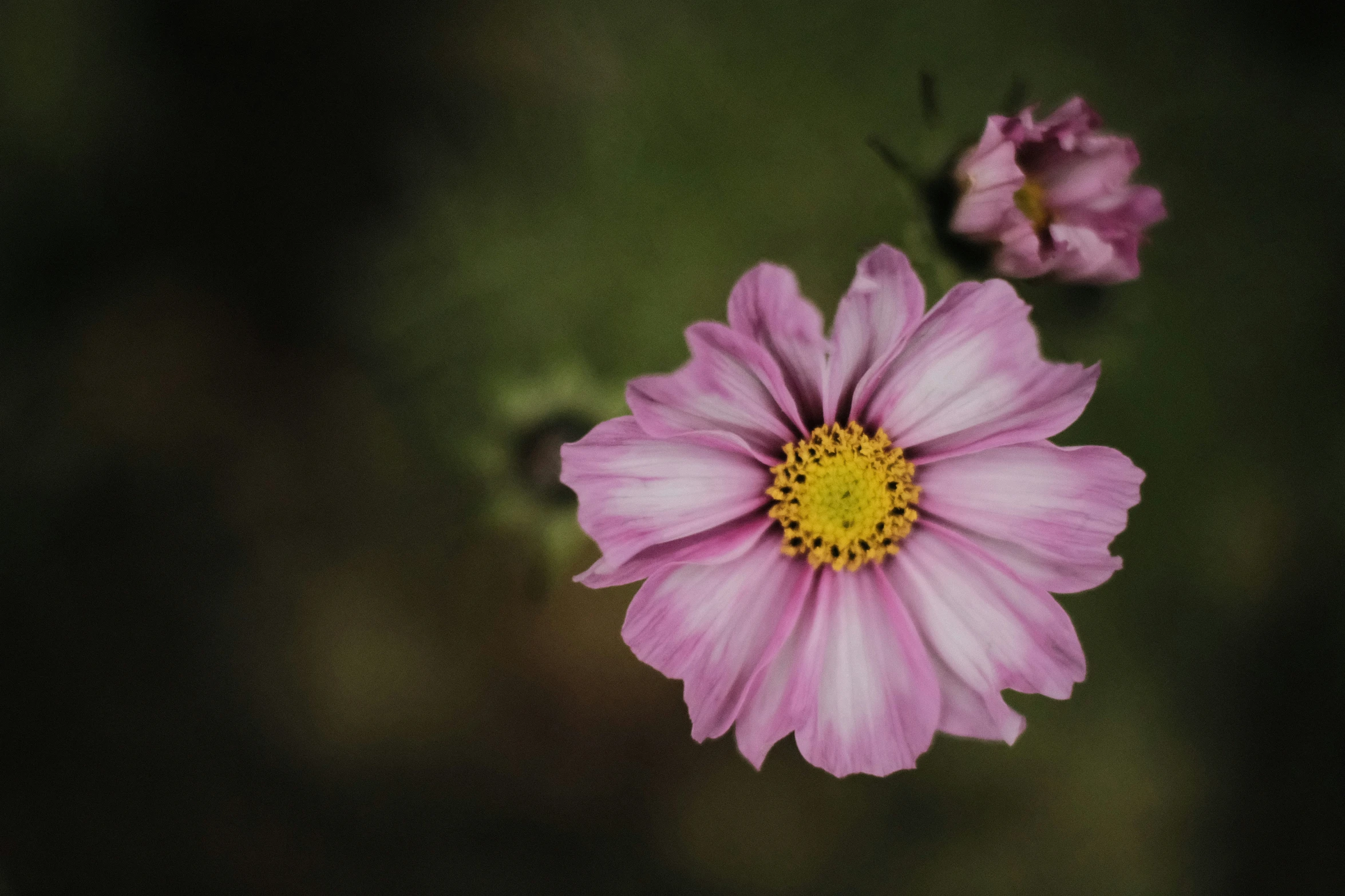 two large, pink flowers with yellow center sit next to each other