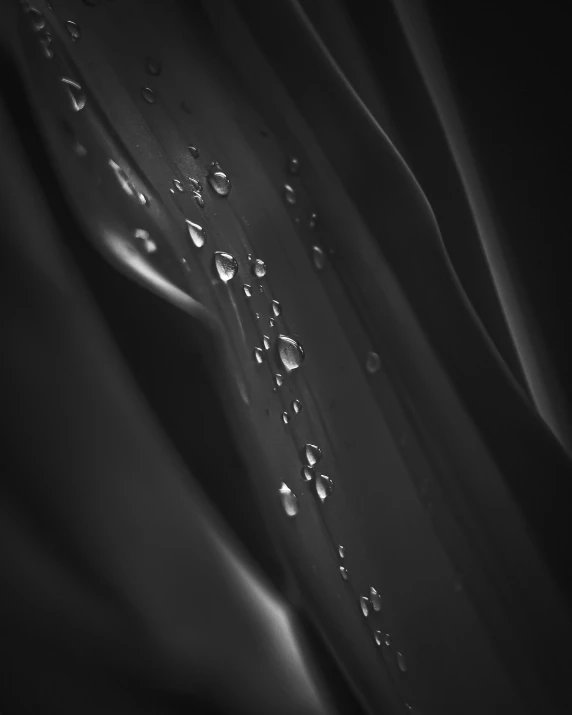 water droplets on the surface of a leaf