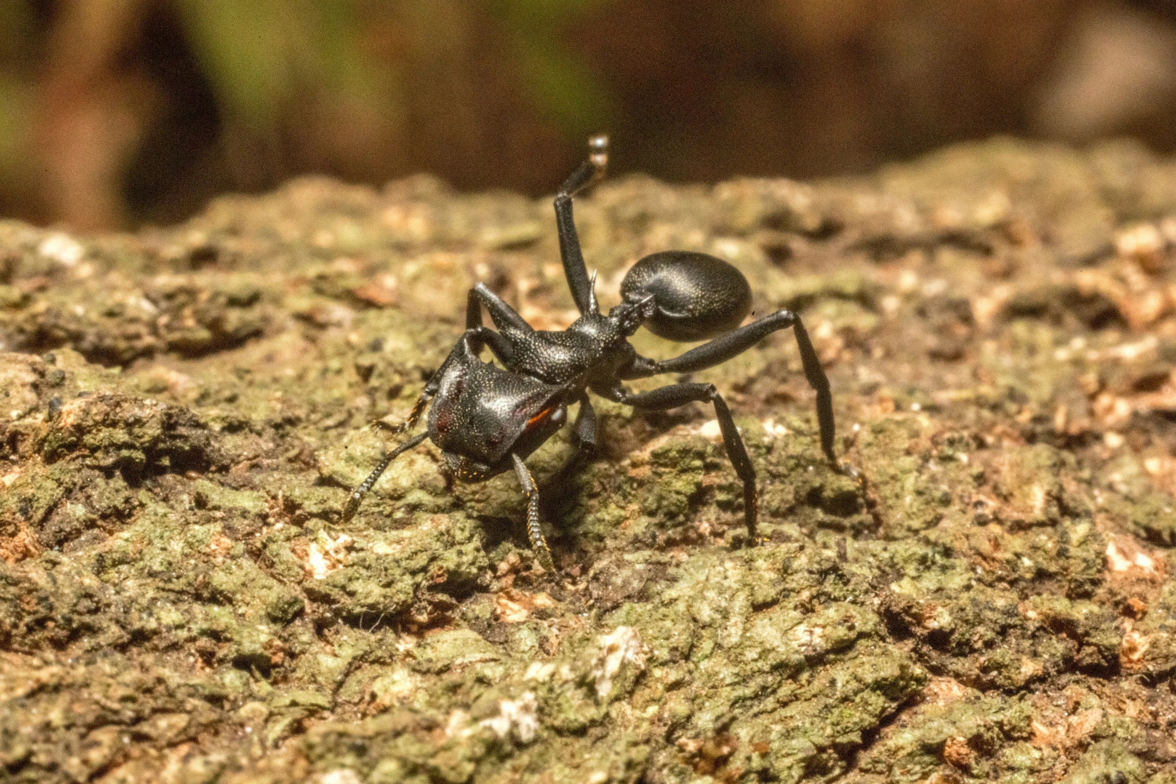 an ant beetle sitting on top of a moss covered surface