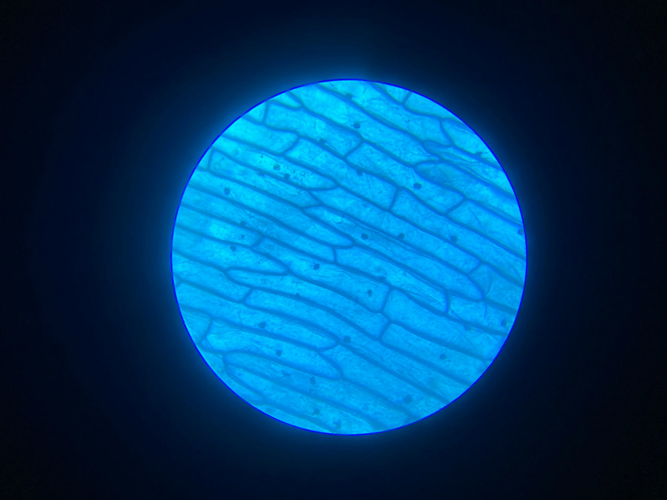 a blue round shaped object on a dark background