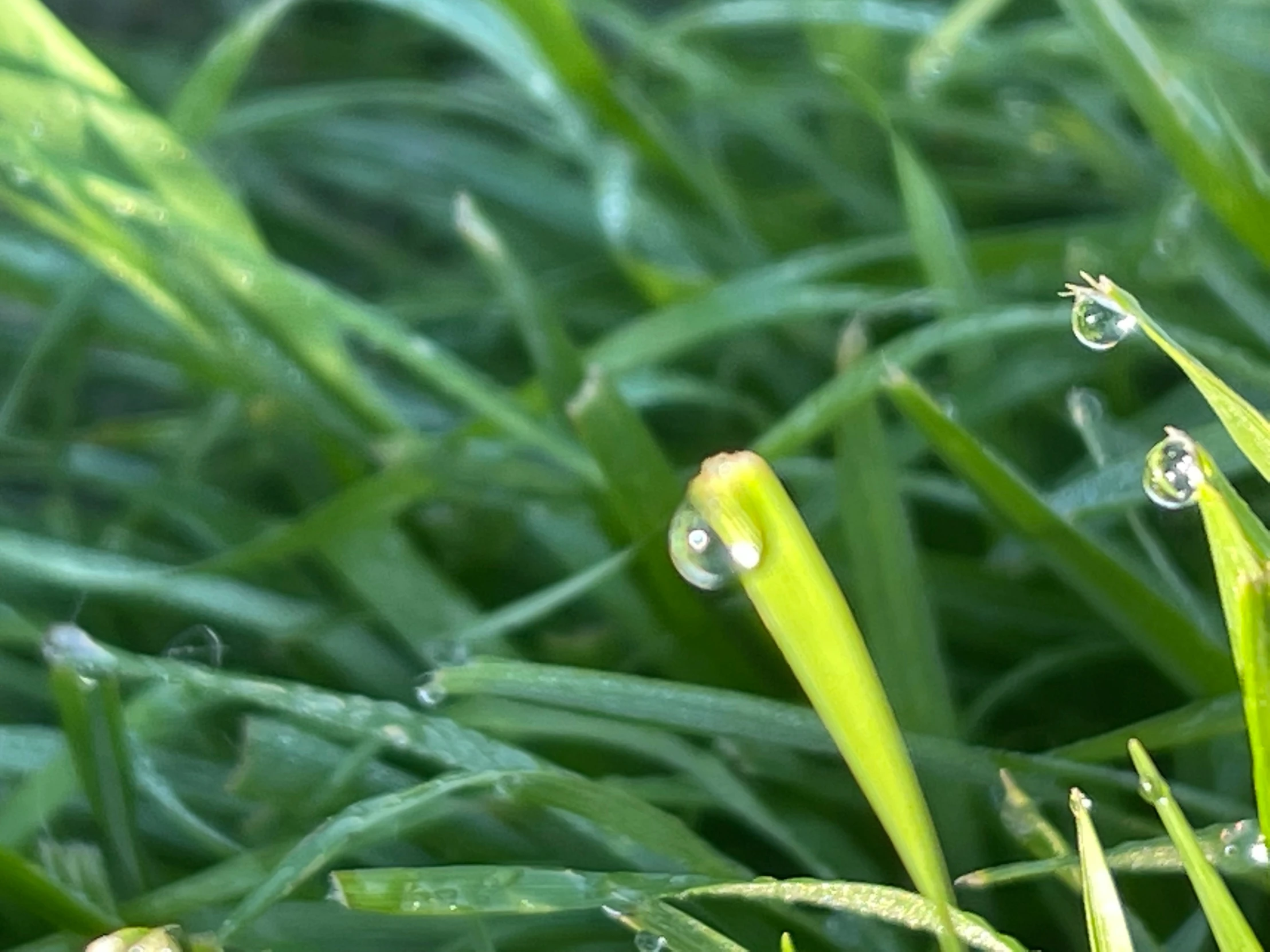 some grass has dew on it and has little drops