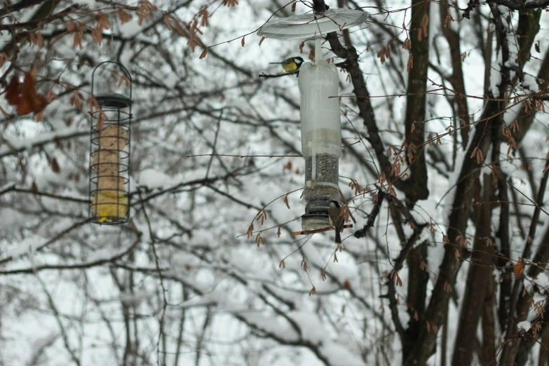 two birdseed feeders hanging from nches outside in the snow