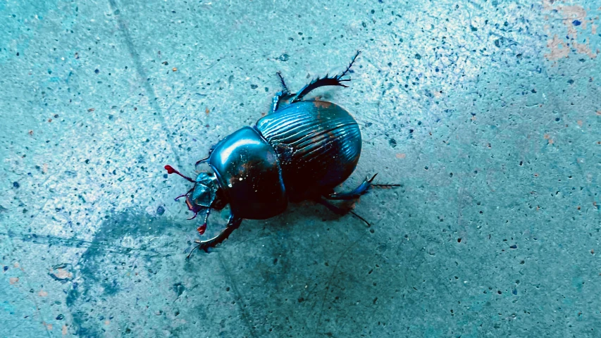 an image of a blue bug on the ground