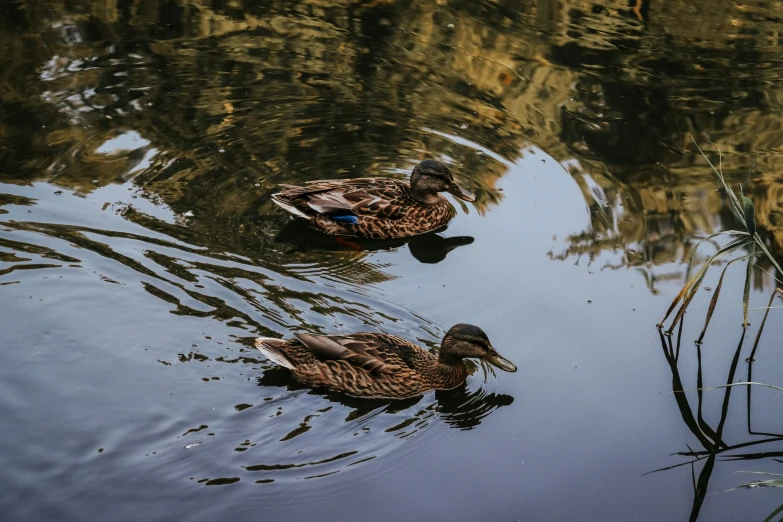 a pair of ducks swimming next to each other in the water