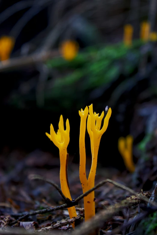 some yellow and orange flowers growing in the woods