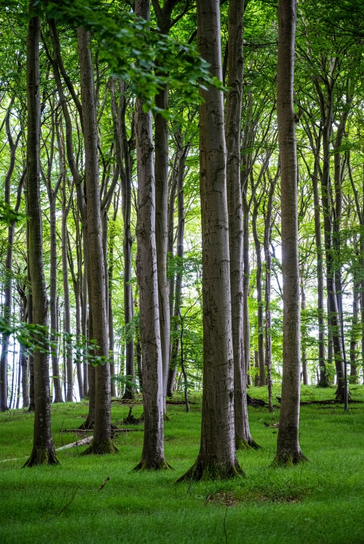 the trees are in the middle of the woods