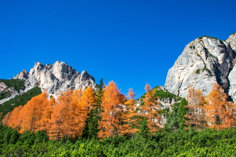 mountains with lots of trees and a blue sky