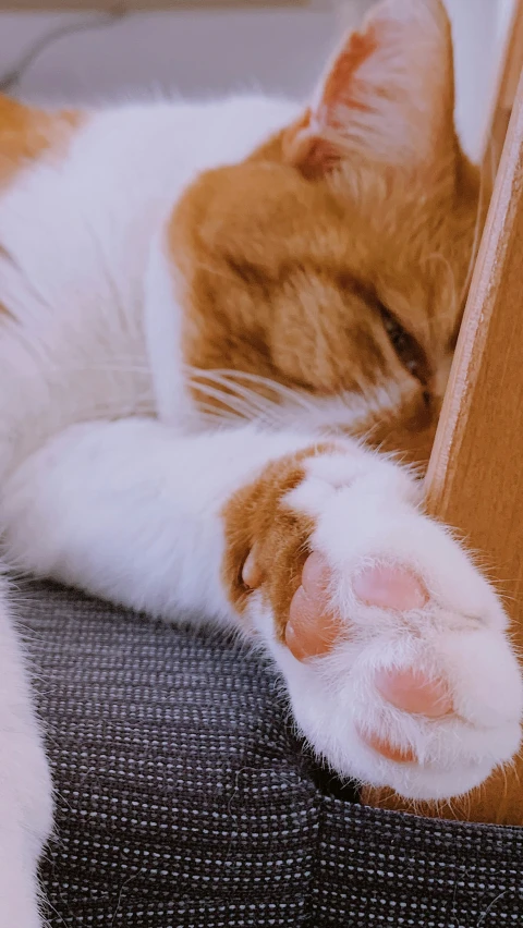 a cat sleeping on a piece of furniture