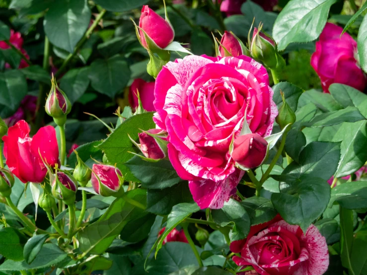 many red flowers are growing near each other