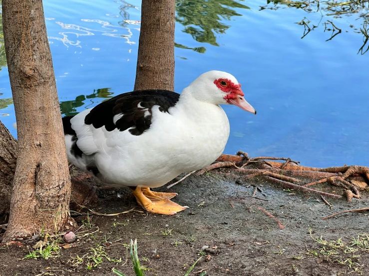 a white and black bird is standing by some trees