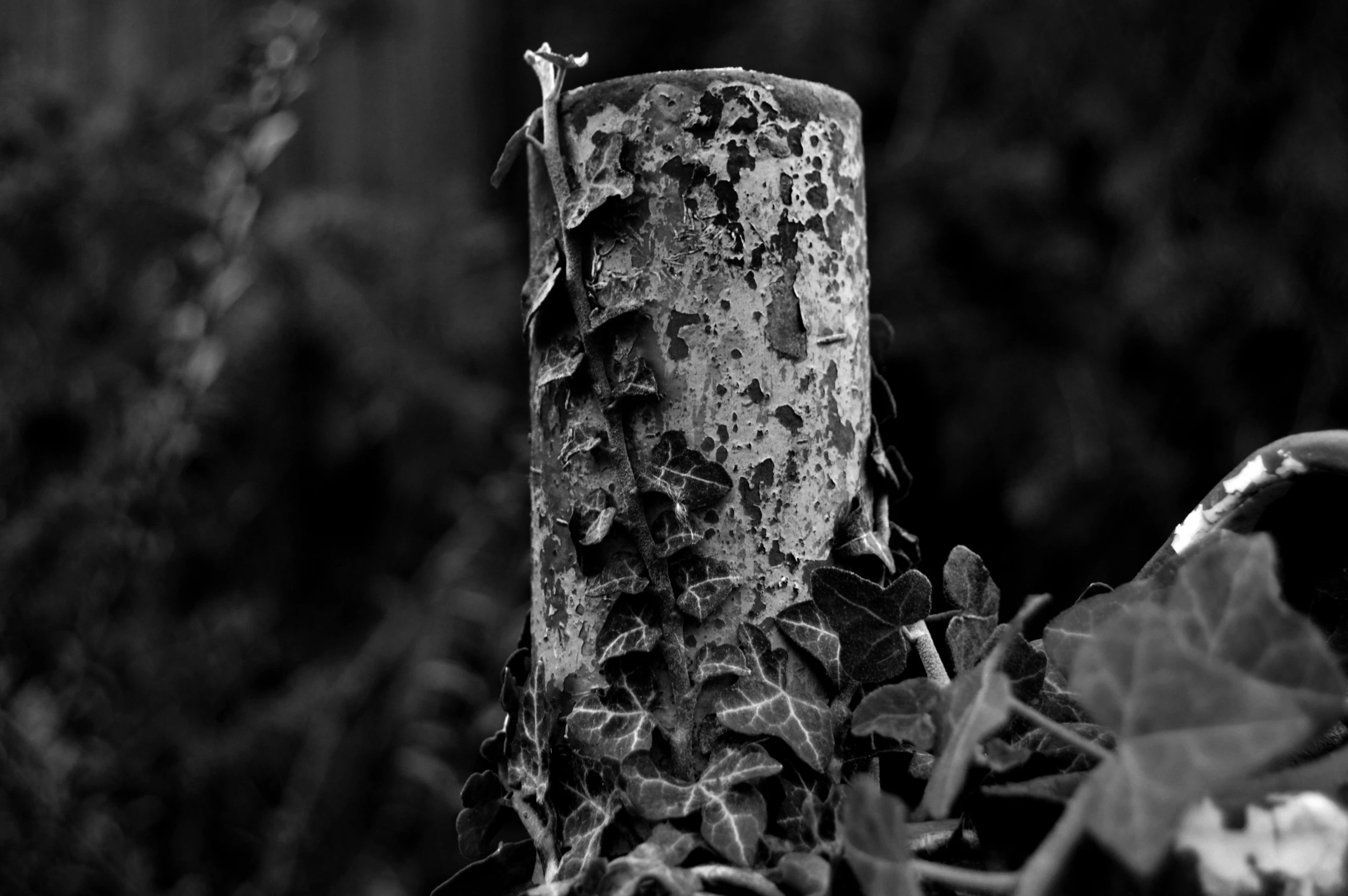 a tree has a piece of bark with some leaves growing from it